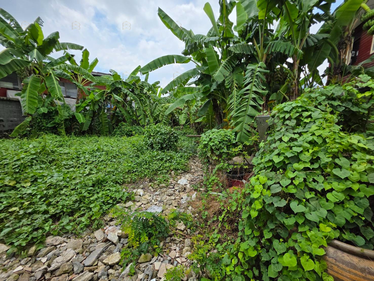 ขายที่ดินเปล่า 104 ตร.ว. พุทธมณฑลสาย 1 ซอย 13 (แยก 4) ถมแล้ว ทำรั้วคอนกรีตครบ พร้อมปลูกบ้าน - Image 7